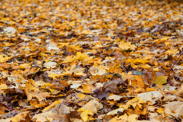 Autumn. Red and orange fallen autumn leaves. The background image. Selective focus.