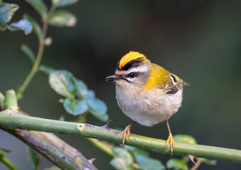 Firecrest, small bird, spectacular, colorful and very nervous!