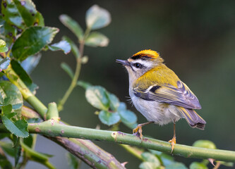 Firecrest, small bird, spectacular, colorful and very nervous!