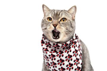 A Scottish cat in a bib on his chest licks his lips after he has eaten. A cat with his tongue...