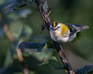 Firecrest, small bird, spectacular, colorful and very nervous!