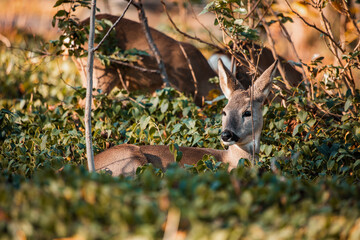 Reh liegt im Gras und entspannt