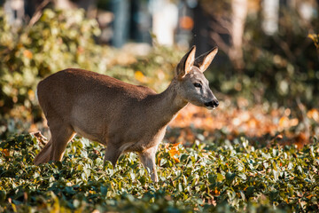 Reh steht in herbstlicher Umgebung am Wiener Zentralfriedhof