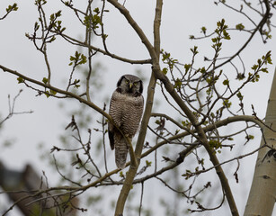 Hawk Owl