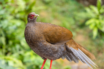 Lophura edwardsi at zoo park