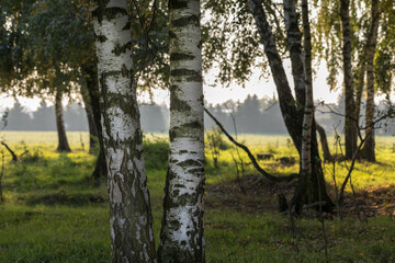 At the edge of a birch forest, large trees with the light of the rising sun.