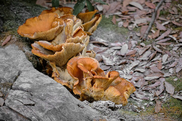 Chanterelle mushrooms on a sycamore cut trunk