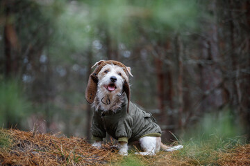 A wire-haired Jack Russell Terrier with a beard in a brown hat and a khaki jacket sits on logs in...