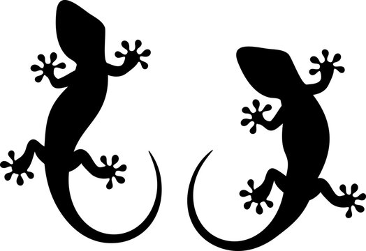 vector black and white silhouettes of lizard
