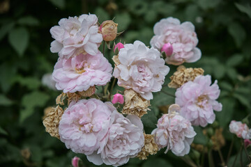 Pink damask roses with blossoms