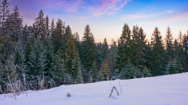 fir trees on the snow covered hill. winter scenery with mountain ridge and forest beneath a sunset sky