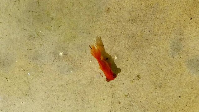 Video Of Red Guppy Swimming Alone In Fish Pond