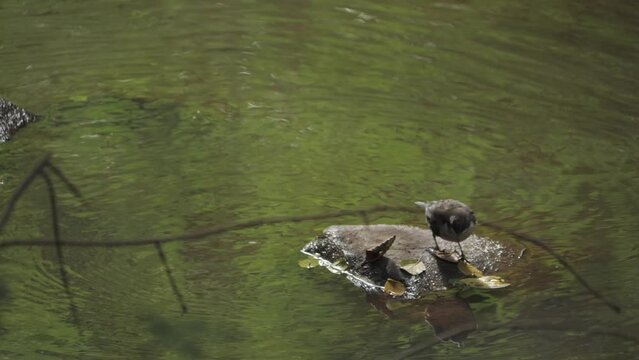 White Throated Dipper Getting Up On a Rock in a Tranquil River, High Angle