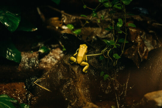 Pfeilgiftfrosch im Dschungel, Giftfrosch, Frosch, Griftpfeil, Schrecklicher Pfeilgiftfrosch, Phyllobates terribilis 
