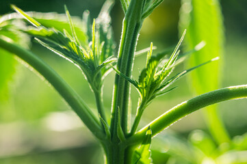 cannabis internode marijuana plant