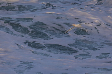 Gannet, in its migration through the Cantabrian Sea!