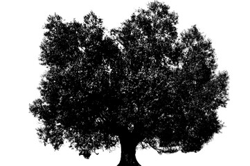 Black tree silhouette isolated 