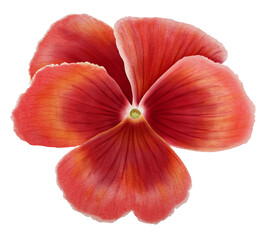 Watercolor red pansy