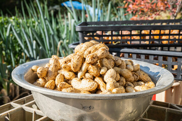 収穫して洗った後の落花生