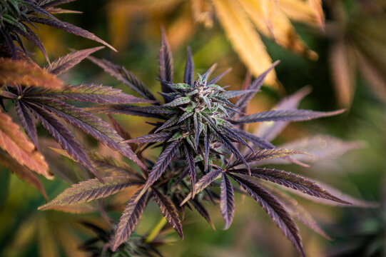 autumn purple medical cannabis nature marijuana plant