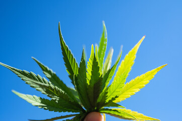 marijuana leaves green hemp