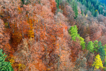 aerial view of bright autumn forest
