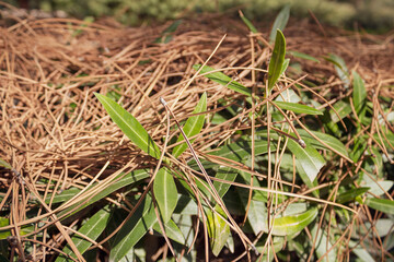 Dry pine needles and green leaves on forest floor in sunlight
