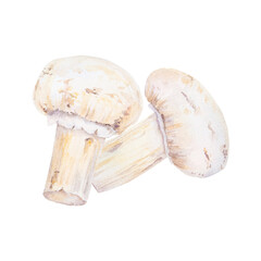 Isolated hand drawn watercolor clipart of champignons