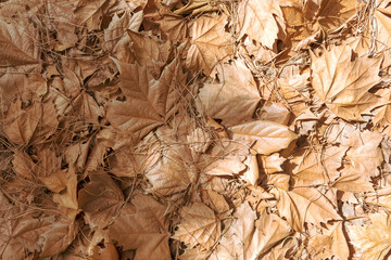 Brown autumn leaves and dry pine needles texture background