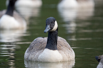 canadian country goose on the lake