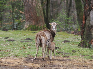 Wildschaf (Mufflon) mit eintägigem Lamm