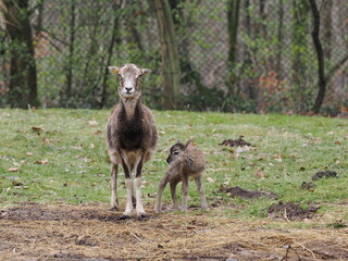 Wildschaf (Mufflon) mit eint&auml;gigem Lamm