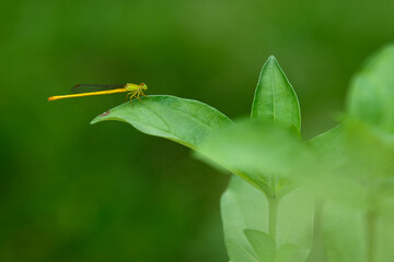 dragonfly on leaf
