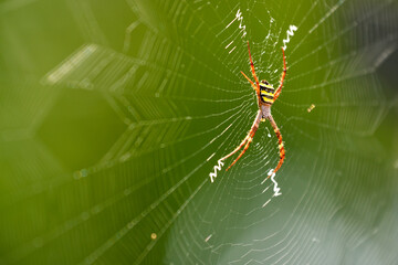 spider on web