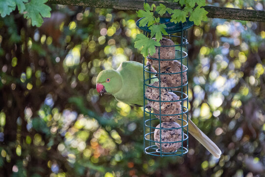 Rose-ringed parakeet hanging and eating on a feeder with fat balls hanging in the garden in winter