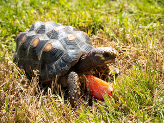 Red-Footed Tortoise (Chelonoidis Carbonarius) a Species from Northern South America Eating Tomato in the Park
