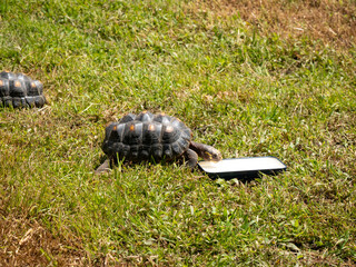 Red-Footed Tortoise (Chelonoidis Carbonarius) a Species from Northern South America is Drinking Water from a Plastic Dish on the Grass