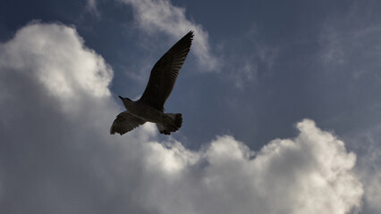 Vol de mouette
