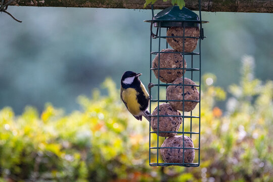 Blue tit bird hanging and eating on a feeder with fat balls hanging in the garden in winter - Powered by Adobe