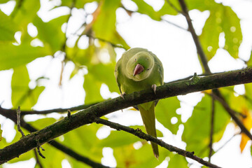 Rose-ringed parakeet on a tree branch