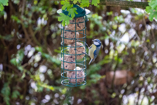 Blue tit bird hanging and eating on a feeder with fat balls hanging in the garden in winter
