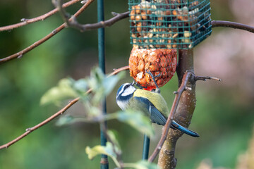 Blue tit eats peanuts from a bird feeder hanging in the garden in winter
