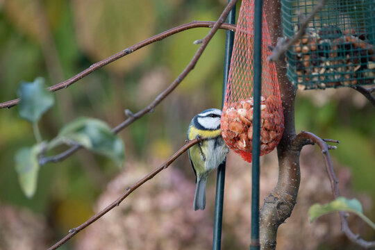 Blue tit eats peanuts from a bird feeder hanging in the garden in winter