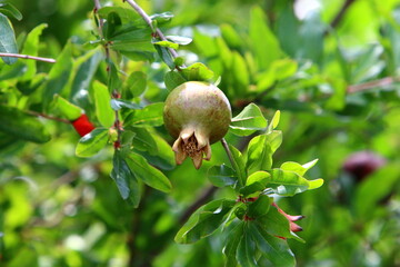 Pomegranates ripen on trees in a city park in northern Israel.