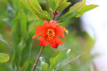 Pomegranates ripen on trees in a city park in northern Israel.
