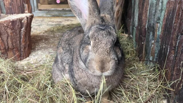 Cute grey rabbit symbol of the new year 2023 eats hay, nature, animals, pets