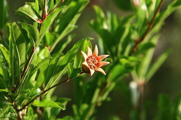 Obraz premium Pomegranates ripen on trees in a city park in northern Israel.