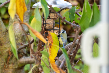 Blue tit eats fat ball from a bird feeder hanging in the garden in winter