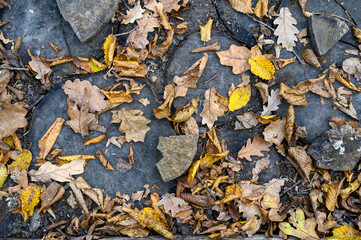 autumn leaves on the ground