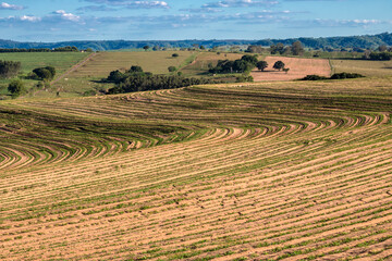 View of a peanut plantation on a farm in the rural area in Sao Paulo state; The region is one of the largest producers of this legume in Brazil